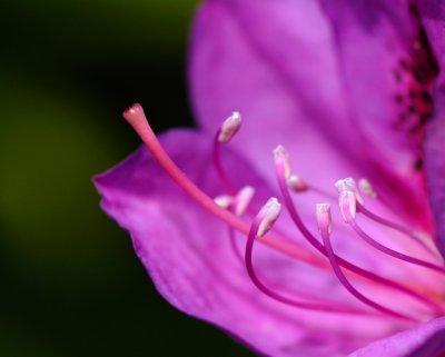 Early Rhodie