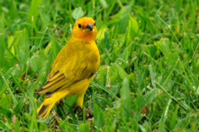 Saffron Finch