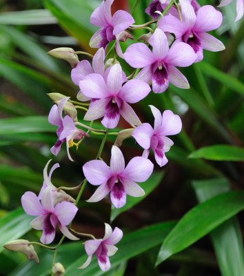 Orchid Shower