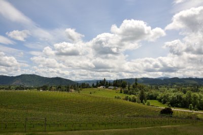 Abacela vineyard