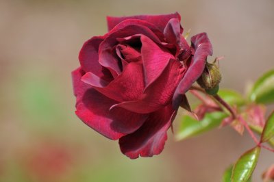 Spangler Vineyards Dusky Rose