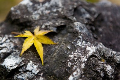 Japanese Acer Leaf