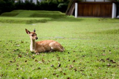 Sacred Deer - Nara Park (奈良公園)