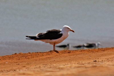 Baltic Gull (Larus fuscus fuscus)