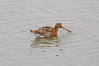 Black-tailed Godwit (Limosa limosa islandica)