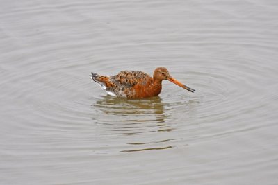 Black-tailed Godwit (Limosa limosa islandica)