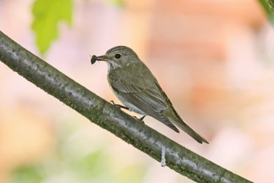 Spotted Flycatcher (Muscicapa striata)