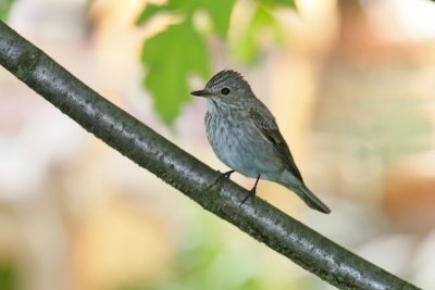 Spotted Flycatcher (Muscicapa striata)