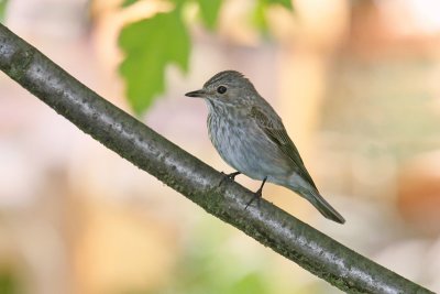 Spotted Flycatcher (Muscicapa striata)