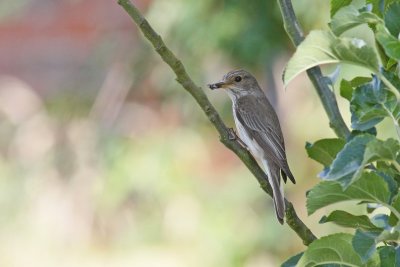 Spotted Flycatcher (Muscicapa striata)