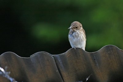 Spotted Flycatcher (Muscicapa striata)