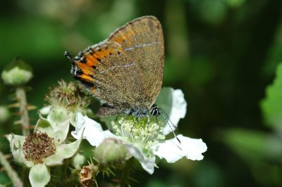 Black Hairstreak (Satyrium pruni)