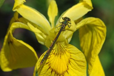 Large Red Damselfly (Pyrrhosoma nymphula)