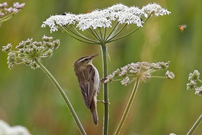Sedge Warbler (Acrocephalus schoenobaenus)