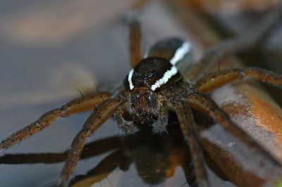 Fen Raft Spider (Dolomedes plantarius)