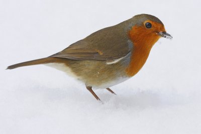 Robin (Erithacus rubecula)