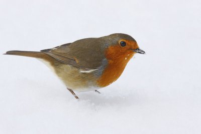 Robin (Erithacus rubecula)