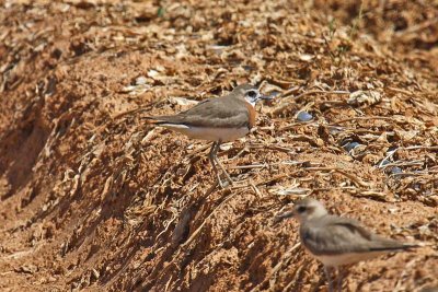 Caspian Plover (Charadrius asiaticus)