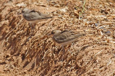 Caspian Plover (Charadrius asiaticus)