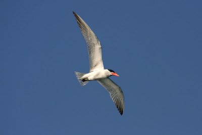 Caspian Tern (Hydroprogne caspia)