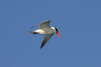 Caspian Tern (Hydroprogne caspia)