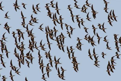 Collared Pratincole (Glareola pratincola)