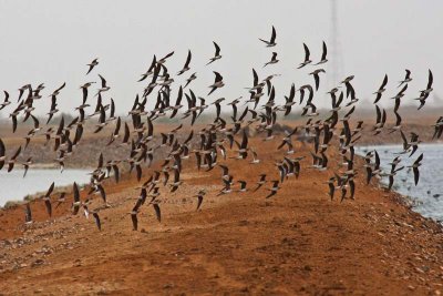 Collared Pratincole (Glareola pratincola)