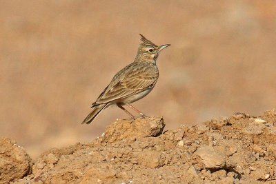 Crested Lark (Galerida cristata zion)