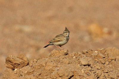 Crested Lark (Galerida cristata zion)