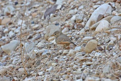 Desert Lark (Ammomanes deserti deserti)