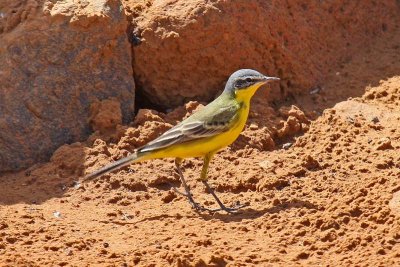 'dombrowskii' Yellow Wagtail (Motacilla flava 'dombrowskii')