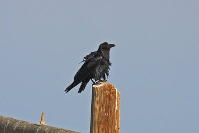 Fan-tailed Raven (Corvus rhipidurus stanleyi)