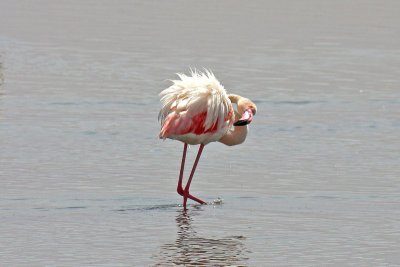 Greater Flamingo (Phoenicopterus roseus)