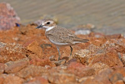 Greater Sand Plover (Charadrius leschenaultii columbinus)