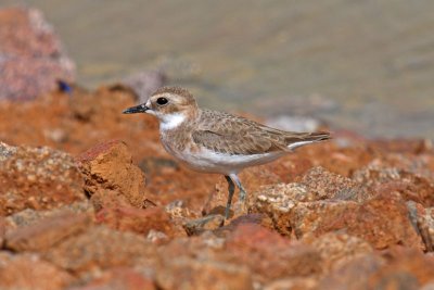 Greater Sand Plover (Charadrius leschenaultii columbinus)