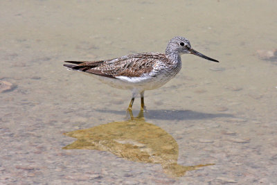 Greenshank (Tringa nebularia)