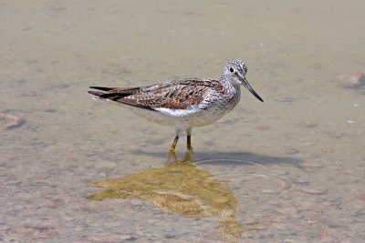 Greenshank (Tringa nebularia)