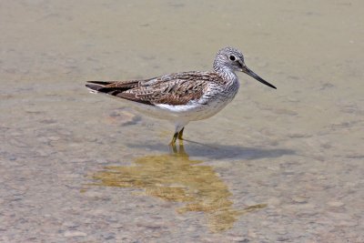 Greenshank (Tringa nebularia)