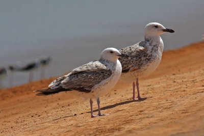 Heuglin's Gull (Larus heuglini)