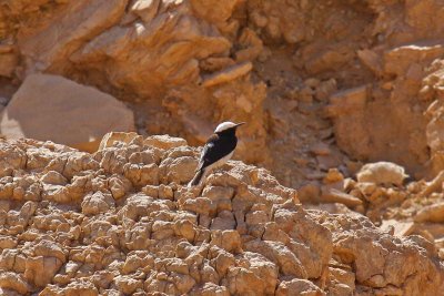 Hooded Wheatear (Oenanthe monacha)