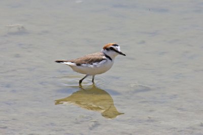 Kentish Plover (Charadrius alexandrinus alexandrinus)