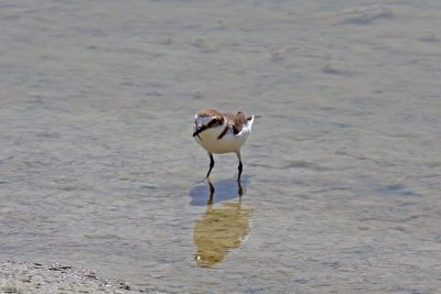 Kentish Plover (Charadrius alexandrinus alexandrinus)