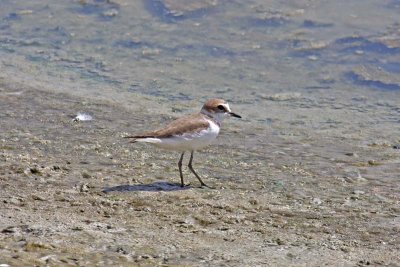 Kentish Plover (Charadrius alexandrinus alexandrinus)