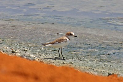 Kentish Plover (Charadrius alexandrinus alexandrinus)