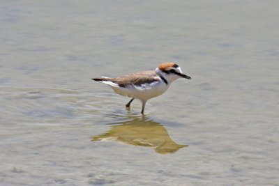 Kentish Plover (Charadrius alexandrinus alexandrinus)