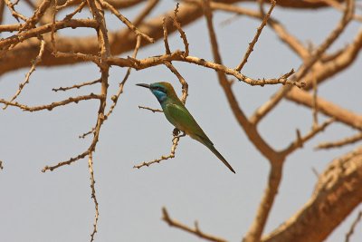 Little Green Bee-eater (Merops orientalis cyanophrys)