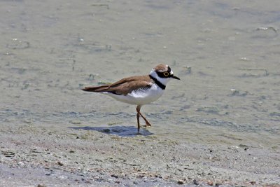 Little Ringed Plover (Charadrius dubius curonicus)