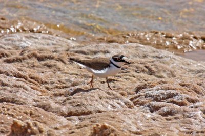 Little Ringed Plover (Charadrius dubius curonicus)