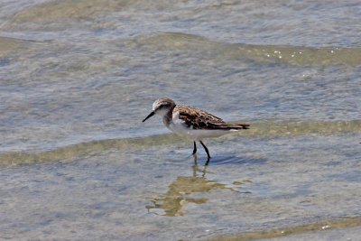 Little Stint (Calidirs minuta)