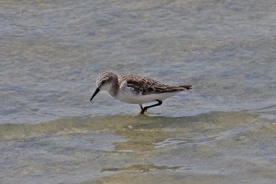Little Stint (Calidirs minuta)